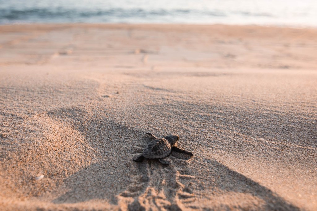 Noël à la&nbsp;playa