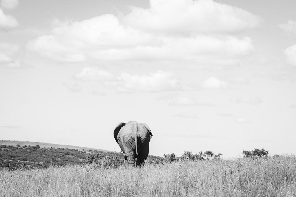 Un week-end parmi les&nbsp;éléphants