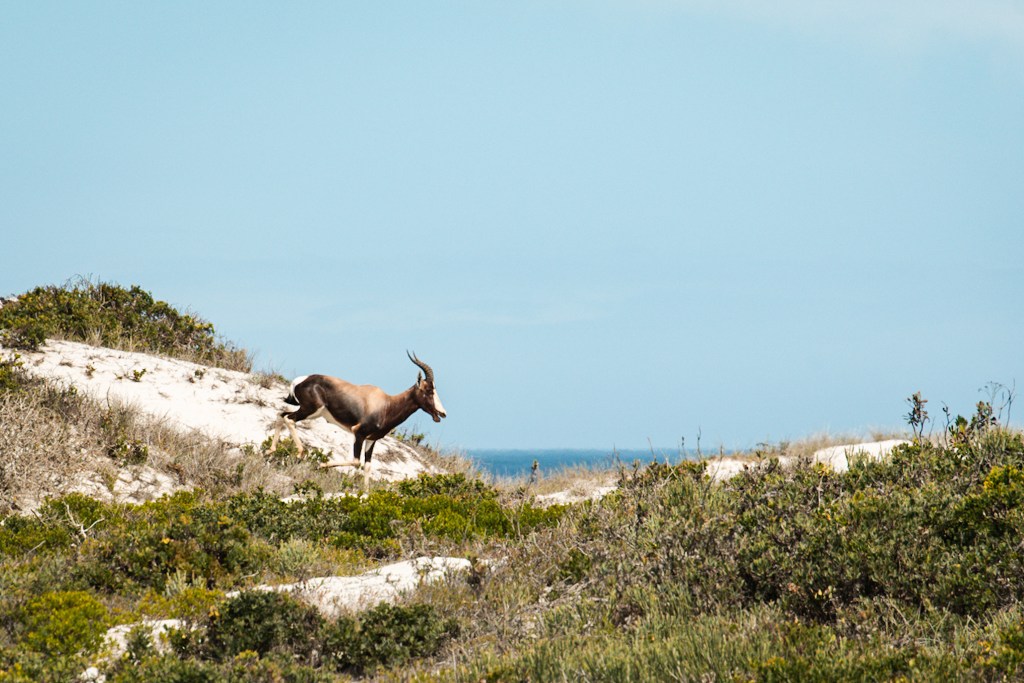 Les belges à&nbsp;Langebaan