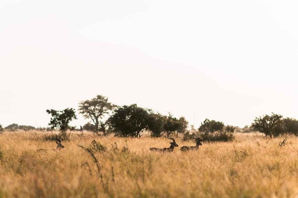 Big 4 or Big 5&nbsp;?