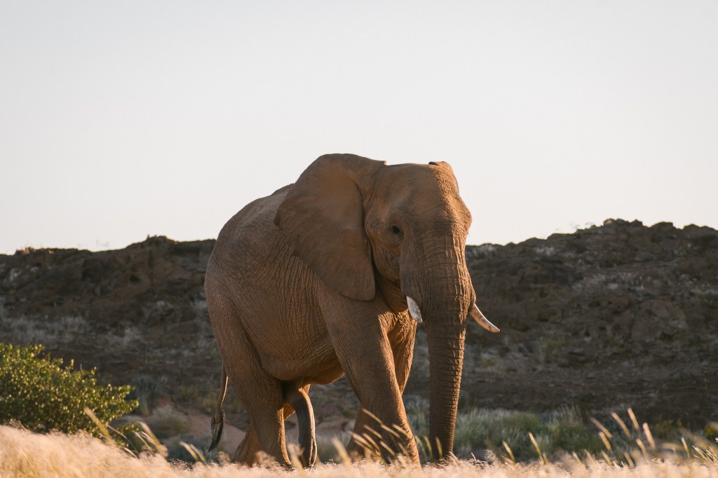 Namibie, quand les rhinos volent la&nbsp;vedette